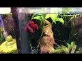 Betta Fish Care Guide: Everything You Need to Know!