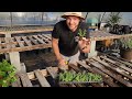 How to Propagate any Plant |Multiply Your Plants for Free!|