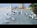 Ajj kabuter ko roti Dali  // ( Seli short reels ) sab support kare #ytshorts #pigeon #supportme