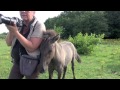Taming a wild foal or self domestication of a Konik filly