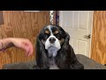 Perfectly GROOM your KING CHARLES CAVALIER SPANIEL at HOME Step By Step LESSON