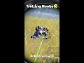 Trolling Noobs Pubg Mobile Comedy Funny & Wtf Moments #shorts #sehwaggaming