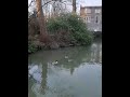 Ducks in nature