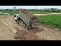 Ep8 | Amazing 12 Wheel Dump Trucks Managements Waiting To Unload Soil Dozer Push Dirt In Water