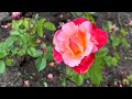 Part 3. Regent's Park rose garden walk. Collection of beautiful roses.