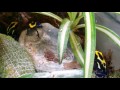 Dart Frogs Eating Fruit Flies