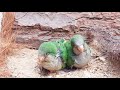 Quaker parrot | 60 minutes Relaxing Nature Sounds Singing baby Quaker parrot