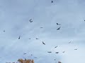Turkey Buzzards over our house