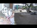 😍❤️ Funny Dog And Cat Videos 😆😹 Funny Animal Videos #10