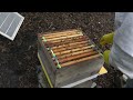 Colin's Bee Hive - An Introduction to Beekeeping