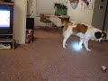 My Saint Bernard (Emma) chasing a flashlight