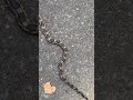 Rat snake on the road #herping #wildlife #snake #animal #louisiana #nature #reptile #lizard #swamp