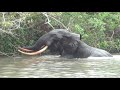 Gabon Untouched: Forest Elephant  Akaka
