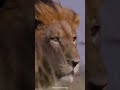 Christopher Walken The Lion Speech