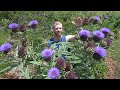 Unlocking the Secrets of Cardoon - A Must-Grow Edible for Your Garden