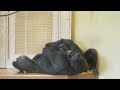 Gorilla Girl Won't Allow Her Dad To Get Excited | The Shabani's Group