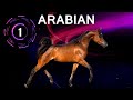 Top 15 Best Endurance Horse Breeds in the World | Long Distance Horse Riding Sports