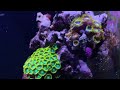 Reef Tank (AMAZING CORALLINE, MUSHROOMS, AND ZOA GROWTH) 6 Gallon NANO Update