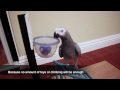 My Bird is More Trained Than Your Dog!