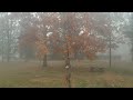 drone footage misty wet rainy day foggy