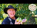 The Right Way to Harvest Your Pears!