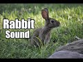10 Minutes - Rabbit Sound Effect  - different Rabbit sounds * HIGH QUALITY *