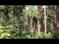 Hand Thinning Pines, Before and After