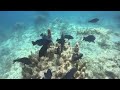 Noisy eaters- Midnight Parrotfish - Sand Key 5.22.24