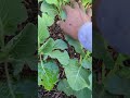 Hoop Experiment Results | Cabbage Progress