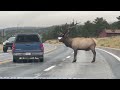 Bull elk attacks truck in Estes Park