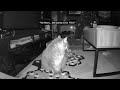 Talking Cat Says to Take Catnip for My Headache! | RoscoeSqueaks