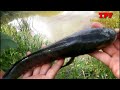 Snakehead fishing_Snakehead fish_Lure banana fish, Cobia @ TRUNG PLEIKU FISHING