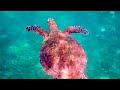 24 Hours of  Sea Turtles - Relaxation in 4K! Sleep & Meditation Music
