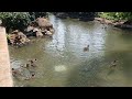 Hawaii wild ducks swimming at the Waikiki Landmark