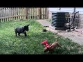 Ships Daddys, American xl Bully puppy Caeser vs Chihuahua, Nugget!