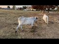 Emergency run to get cows S02/E02