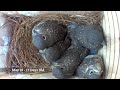 Live Nest Cam Captures Incredible Transformation of Baby Bluebirds