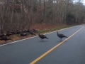 why the turkey Cross the street