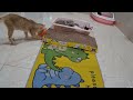 You Laugh You Lose😹Funniest Dogs and Cats 2024😻🐶