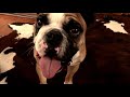 Bulldog vs Boomerang Thing (Archie The English Bulldog)
