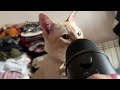 ASMR Cats grooming 3d mic