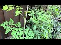 Summer Garden Tour 🌸🌸 | Tamil USA Vlog | Indian  vegetable garden