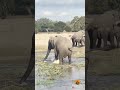 ELEPHANT KILLS CROCODILE
