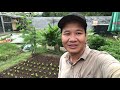 #10 | Trồng Cải Bẹ Xanh , từ A đến Z | grow cabbage at home