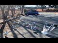 Seagulls in Maryland