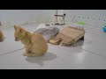 😹 Try Not To Laugh Dogs And Cats 😂😹 Best Funny Animal Videos ❤️😘