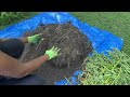 Harvesting 13 BAGS of POTATOES 🥔 | 8 Varieties (w/ Descriptions) | June 2024 | #containergardening