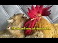 The rooster asked the cat to take him on an outdoor adventure,but the cat refused.Funny cute animal