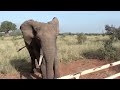 Close encounter with a huge elephant male