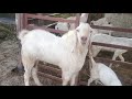 Sojat breed andul goat for sale in reasonable price